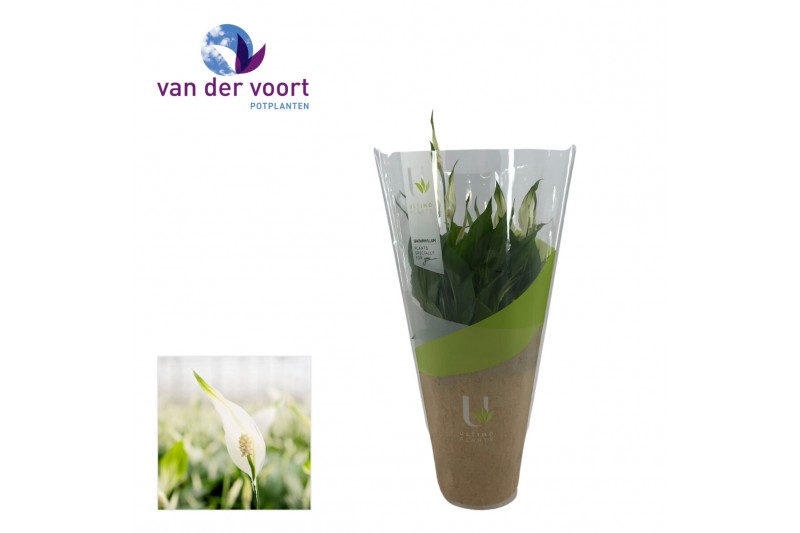 Spathiphyllum bellini 8+ bloem - Ultimo hoes Spathiphyllum bellini 8+ bloem - Ultimo hoes