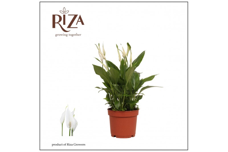 Spathiphyllum bellini 8+ bloem - Zonder hoes 