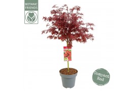 Acer palmatum shaina 40 cm cm stam