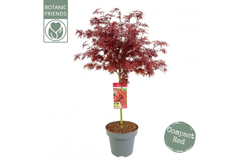 Acer palmatum shaina 40 cm cm stam 