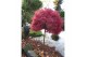 Acer palmatum shaina 40 cm cm stam 