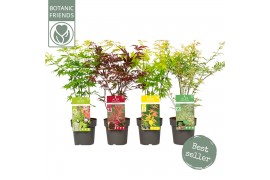 Acer palmatum mix
