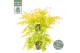 Acer palmatum orange dream 