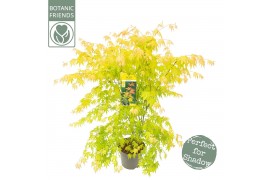 Acer palmatum orange dream