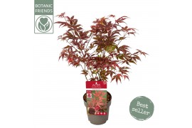 Acer palmatum atropurpureum