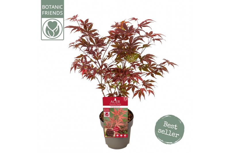 Acer palmatum atropurpureum 