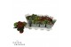 Hydrangea speedy red Rood 3-5 Bloem 