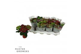 Hydrangea speedy red Rood 3-5 Bloem