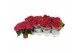 Hydrangea speedy red Rood 3-5 Bloem 