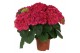 Hydrangea speedy red Rood 3-5 Bloem 