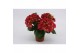 Hydrangea speedy red Rood 3-5 Bloem 