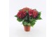 Hydrangea speedy red Rood 3-5 Bloem 