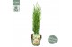 Cupressus sempervirens totem green elements beauty of toscany 