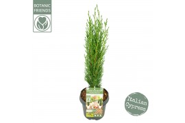 Cupressus sempervirens totem green elements beauty of toscany
