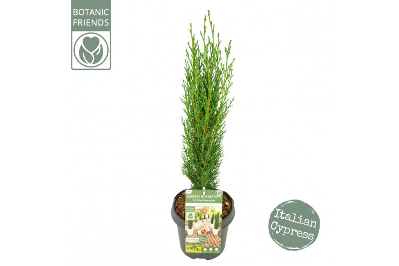 Cupressus sempervirens totem green elements beauty of toscany 