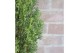 Cupressus sempervirens totem green elements beauty of toscany 
