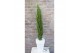 Cupressus sempervirens totem green elements beauty of toscany 