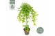 Acer palmatum ryusen 