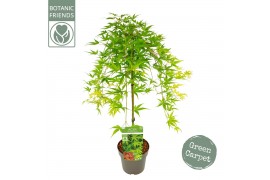 Acer palmatum ryusen