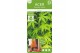 Acer palmatum ryusen 