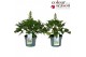 Delphinium Delphinium Delgenius Mix P19 