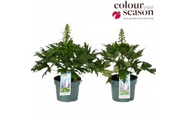 Delphinium Delphinium Delgenius Mix P19