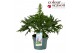 Delphinium (elatum grp) delgenius breezin 