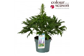Delphinium (elatum grp) delgenius breezin