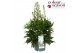 Delphinium (elatum grp) delgenius breezin 