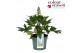 Delphinium (elatum grp) delgenius kingsley Delphinium Delgenius Kingsl 