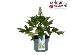 Delphinium (elatum grp) delgenius kingsley Delphinium Delgenius Kingsl
