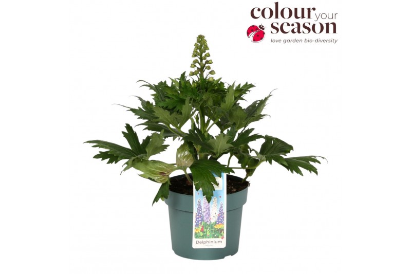 Delphinium (elatum grp) delgenius kingsley Delphinium Delgenius Kingsl 
