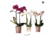 Phalaenopsis mix Kolibri Orchids - 3 Kleuren mix - 2 tak, 22+ 