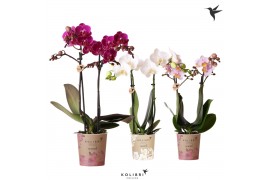 Phalaenopsis mix Kolibri Orchids - 3 Kleuren mix - 2 tak, 22+