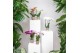 Phalaenopsis mix Kolibri Orchids - 3 Kleuren mix - 2 tak, 22+ 
