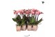 Phalaenopsis multiflora oranje Kolibri Orchids - Oranje - 2 tak, 16+ 