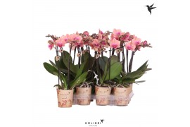 Phalaenopsis multiflora oranje Kolibri Orchids - Oranje - 2 tak, 16+