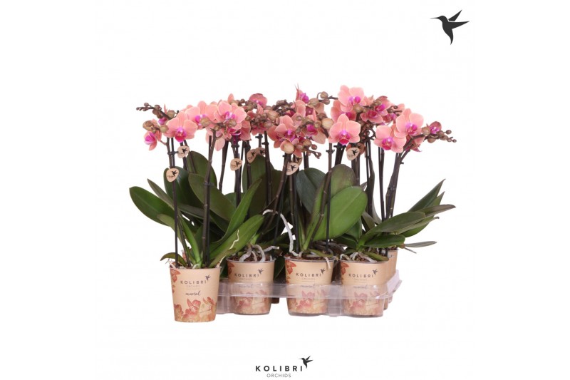 Phalaenopsis multiflora oranje Kolibri Orchids - Oranje - 2 tak, 16+ 