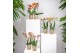 Phalaenopsis multiflora oranje Kolibri Orchids - Oranje - 2 tak, 16+ 