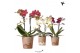 Phalaenopsis multiflora Kolibri Orchids Blossom - 2 tak, 24+ 