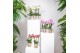 Phalaenopsis multiflora Kolibri Orchids Blossom - 2 tak, 24+ 