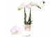 Phalaenopsis multiflora wit Kolibri Orchids - Amabilis - 2 tak, 16+ 