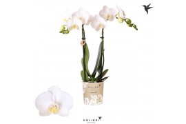 Phalaenopsis multiflora wit Kolibri Orchids - Amabilis - 2 tak, 16+