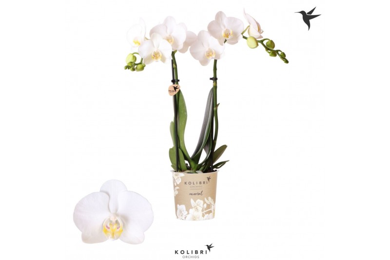 Phalaenopsis multiflora wit Kolibri Orchids - Amabilis - 2 tak, 16+ Phalaenopsis multiflora wit Kolibri Orchids - Amabilis - 2 tak, 16+