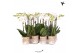 Phalaenopsis multiflora wit Kolibri Orchids - Wit Grootbloemig - 2 tak 