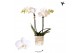 Phalaenopsis floriclone silly tommy Kolibri Orchids - Alaska - 2 tak,  
