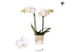 Phalaenopsis floriclone silly tommy Kolibri Orchids - Alaska - 2 tak, 