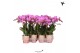 Phalaenopsis multiflora paars Kolibri Orchids - Violet - 2 tak, 16+ 