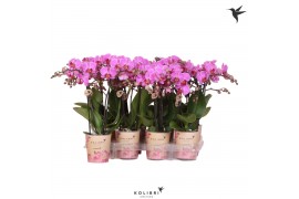 Phalaenopsis multiflora paars Kolibri Orchids - Violet - 2 tak, 16+