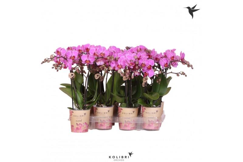 Phalaenopsis multiflora paars Kolibri Orchids - Violet - 2 tak, 16+ 
